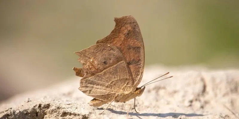 Bướm bay vào nhà có ý nghĩa gì theo từng loại
