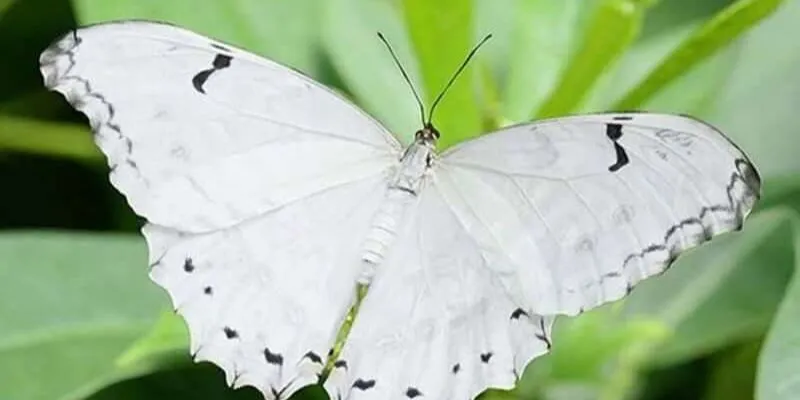 Bướm bay vào nhà theo từng khung giờ