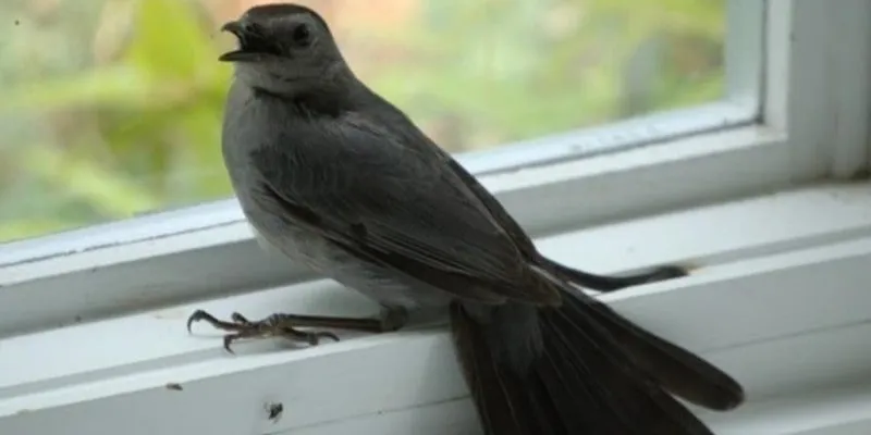 Chim bay vào nhà phải làm sao? Có nên bắt nuôi không?