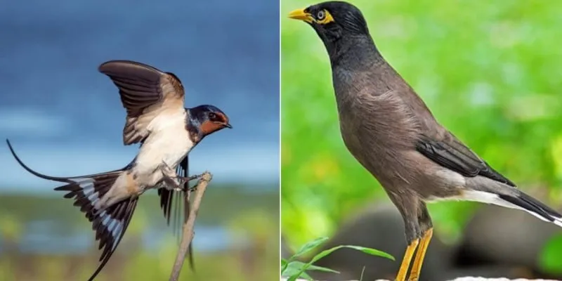 Chim bay vào nhà tốt hay xấu? Giải mã theo quan niệm dân gian