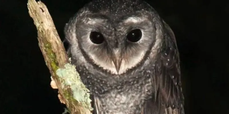 Chim cú mèo kêu trước nhà báo hiệu điều gì?