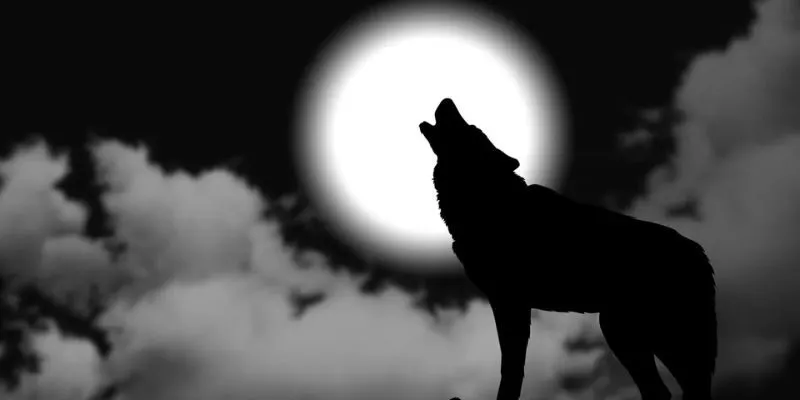 Chó tru ban đêm điềm gì? Nguyên nhân và cách hiểu tiếng tru của chó