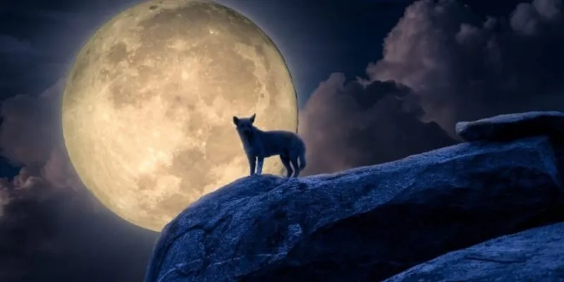 Chó Tru Ban Đêm Điềm Gì? Nhìn Từ Góc Độ Tâm Linh Và Khoa Học