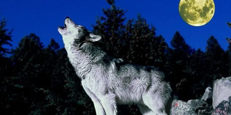 Chó tru ban đêm là điềm gì?