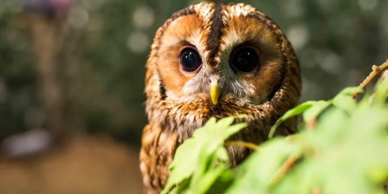 Giải mã câu hỏi “Cú mèo kêu ban đêm báo hiệu gì?”