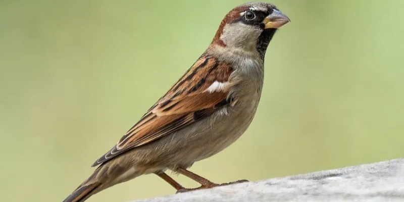 Giải mã từng loại chim 