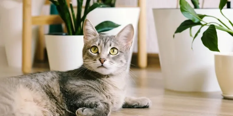 Mèo vào nhà báo điềm gì? Xem ngay con số may mắn