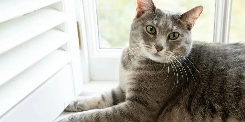 Mèo Vào Nhà Là Điềm Gì? Giải Mã Chi Tiết Từng Trường Hợp