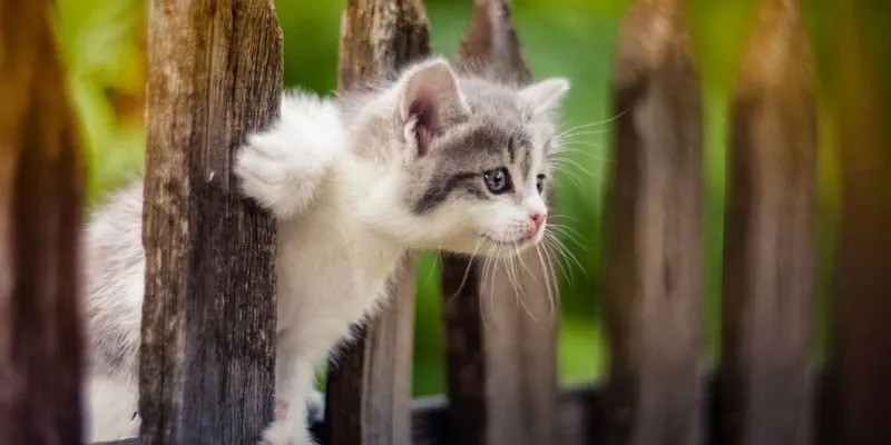 Phân tích ý nghĩa các trường hợp mèo vào nhà thường gặp