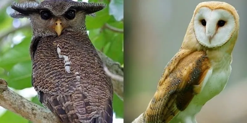 Quan điểm khác nhau về tiếng cú mèo kêu