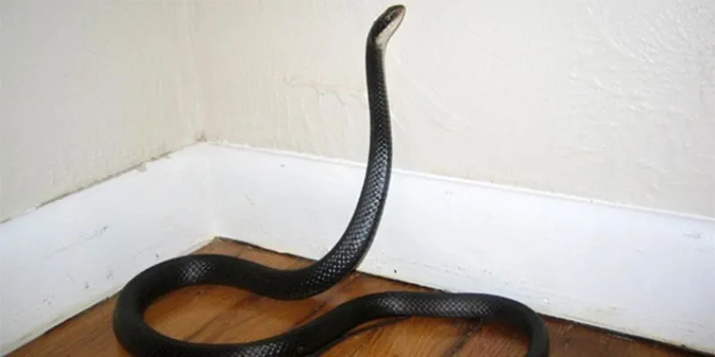 Quan niệm dân gian và phong thủy khi rắn vào nhà