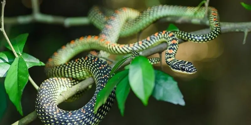 Rắn vào nhà là điềm lành hay dữ chi tiết theo từng trường hợp