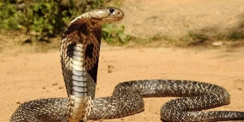 Rắn Vào Nhà Là Điềm Lành Hay Dữ? Điềm Báo Về Các Loại Rắn