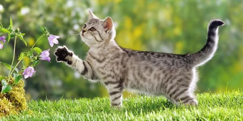 Xử lý thế nào khi mèo vào nhà theo quan niệm dân gian